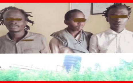 Mambichwa Ni Noma"- 3 Arrested Cultivating Bhang Worth 15 Million;Tells Police It's Legal To Plant Weed