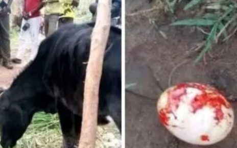 Kakamega Cow Gives Birth To An Egg; Owner Blames Area Witches.