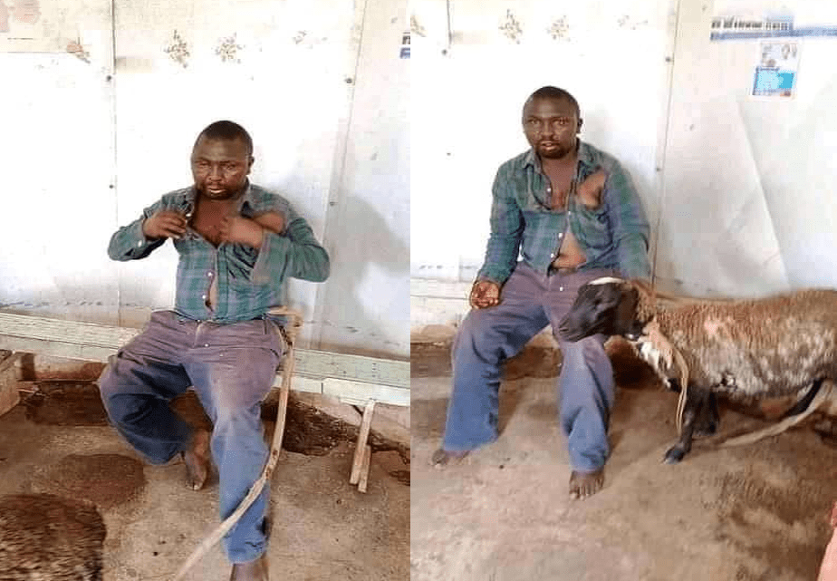 LIMURU: Man Caught Having Sex With A Sheep