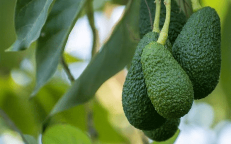How Hass Avocado Exports can lake you Millions In Kenya