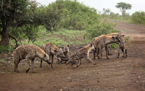 Kigumo Residents Run For Their Lives After A Pack Of Hyenas Attacked Them Again