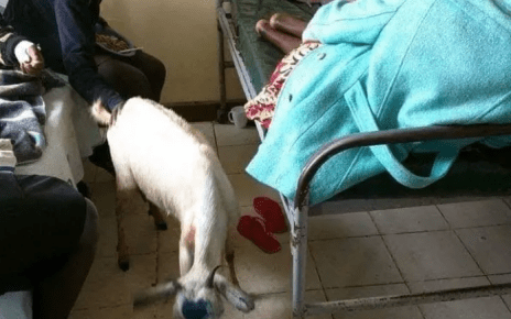 Shock! Kitui goats and chickens visit sick owner in hospital (PHOTOs).