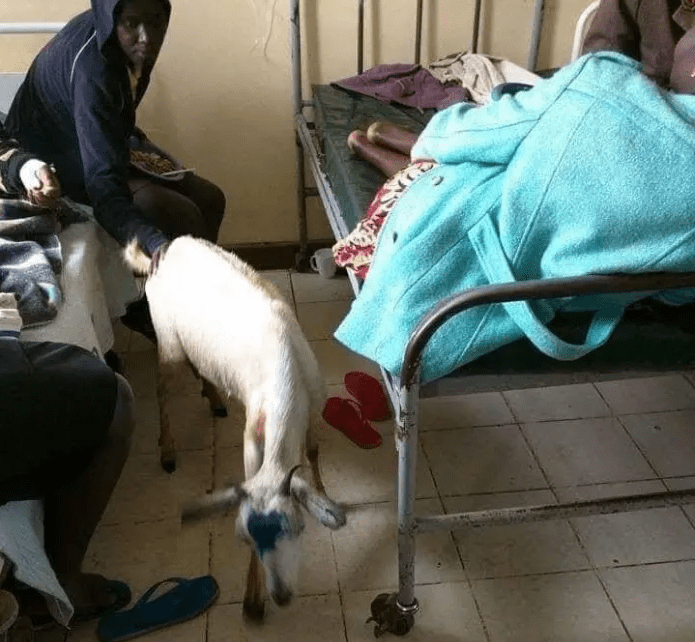 Shock! Kitui goats and chickens visit sick owner in hospital (PHOTOs).
