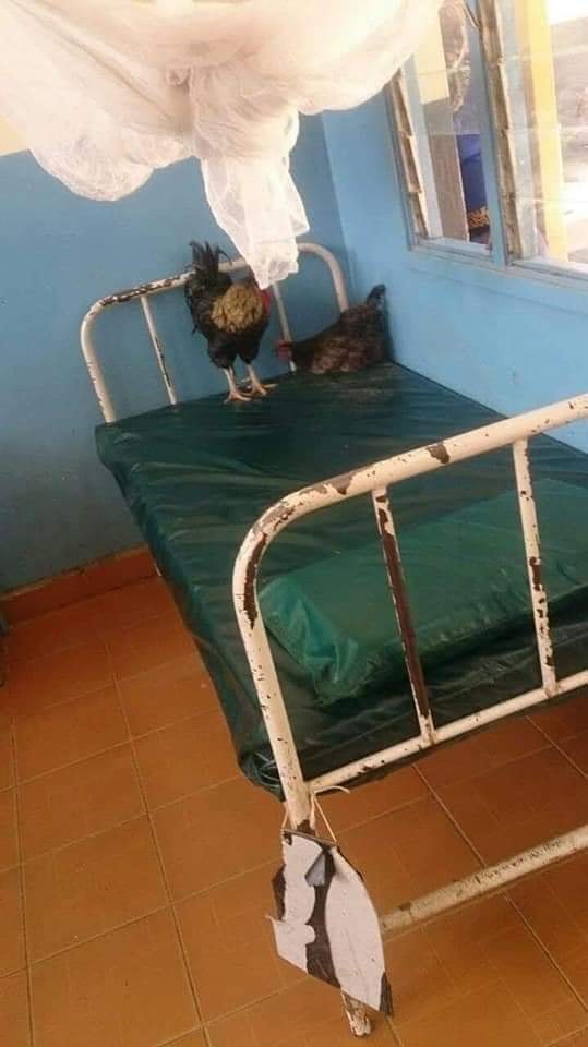Shock! Kitui goats and chickens visit sick owner in hospital (PHOTOs).