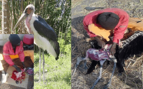 Be aware of the city restaurant's selling 'Ugali Kuku'-you have been eating wild birds PHOTOS
