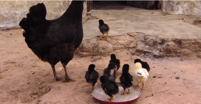 Chicken Attacks And Kills Infant In Kakamega-Chicken Tragedy