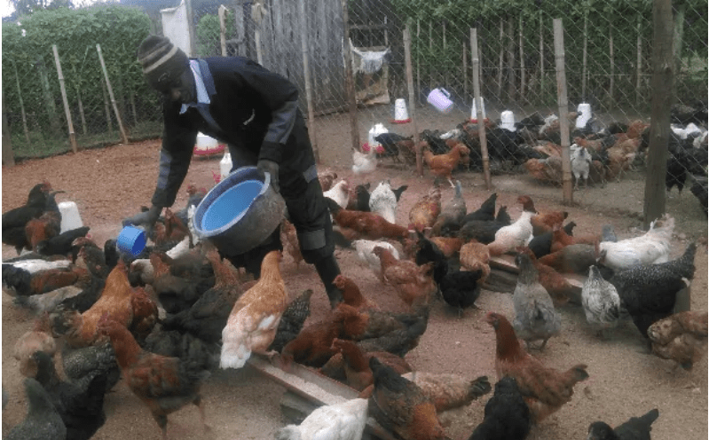 How I make Sh. 48,000 monthly from selling my kienyeji eggs