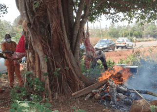 Kikuyu elders offer sacrifice to appease ‘Ngai’ before cutting Mugumo tree-Kirinyaga