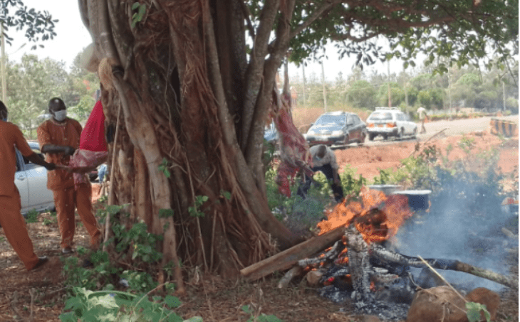 Kikuyu elders offer sacrifice to appease ‘Ngai’ before cutting Mugumo tree-Kirinyaga