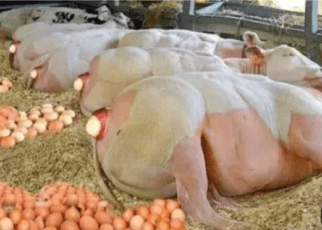 China Plants Chicken Organs In Other Animals For Faster Egg Production