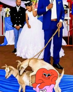 “No, No, No, Please My Daughter and Son, Don’t Do This Here,” Wedding Ceremony in Murang’a Disrupted as Two Goats Enter Church and Start Mating (VIDEO)