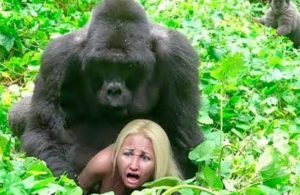 Shocking: Disturbing Video Shows Gorilla Wrestling a Tourist, Stripping and Attacking Her as Her Friends Flee (VIDEO)